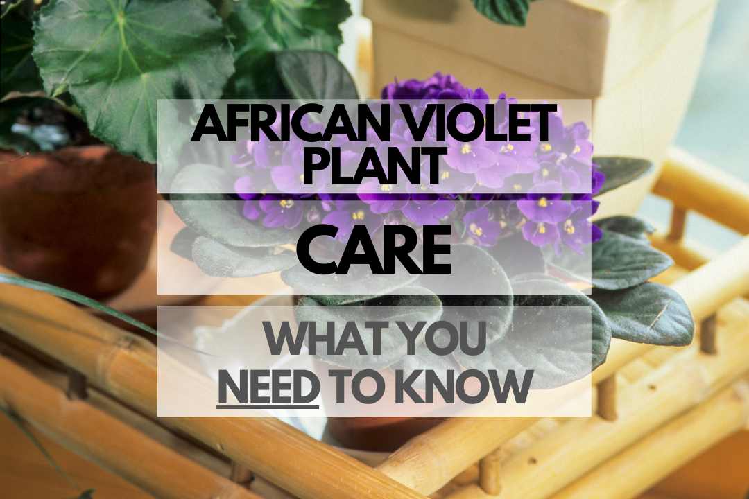 Caring for African Violet Plant
