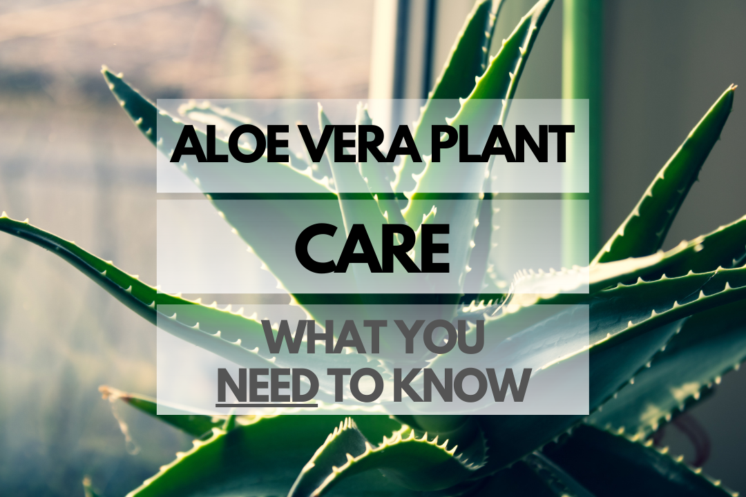 Caring for Aloe Vera Plant