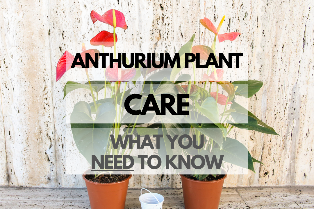 Caring for Anthurium Plant