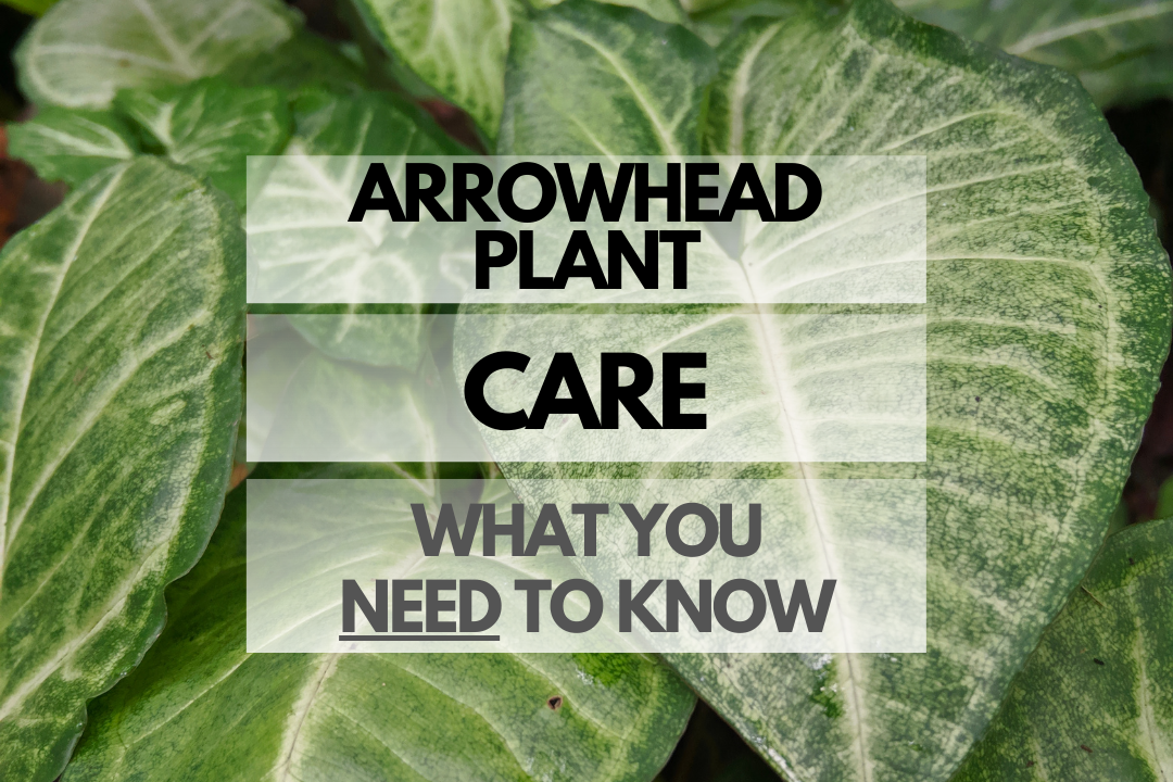 Caring for Arrowhead Plant