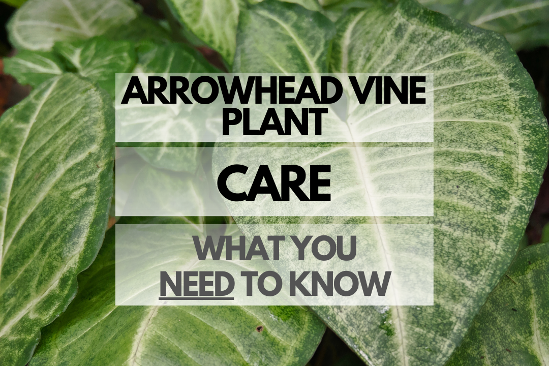 Caring for Arrowhead Vine Plant