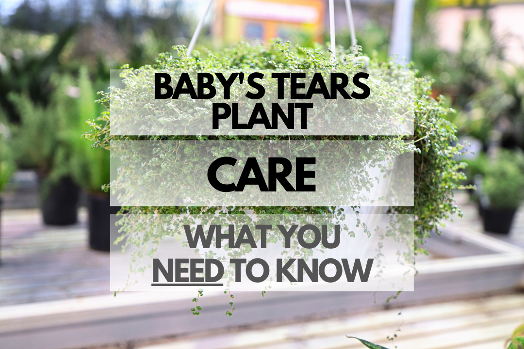 Caring for Baby's Tears Plant
