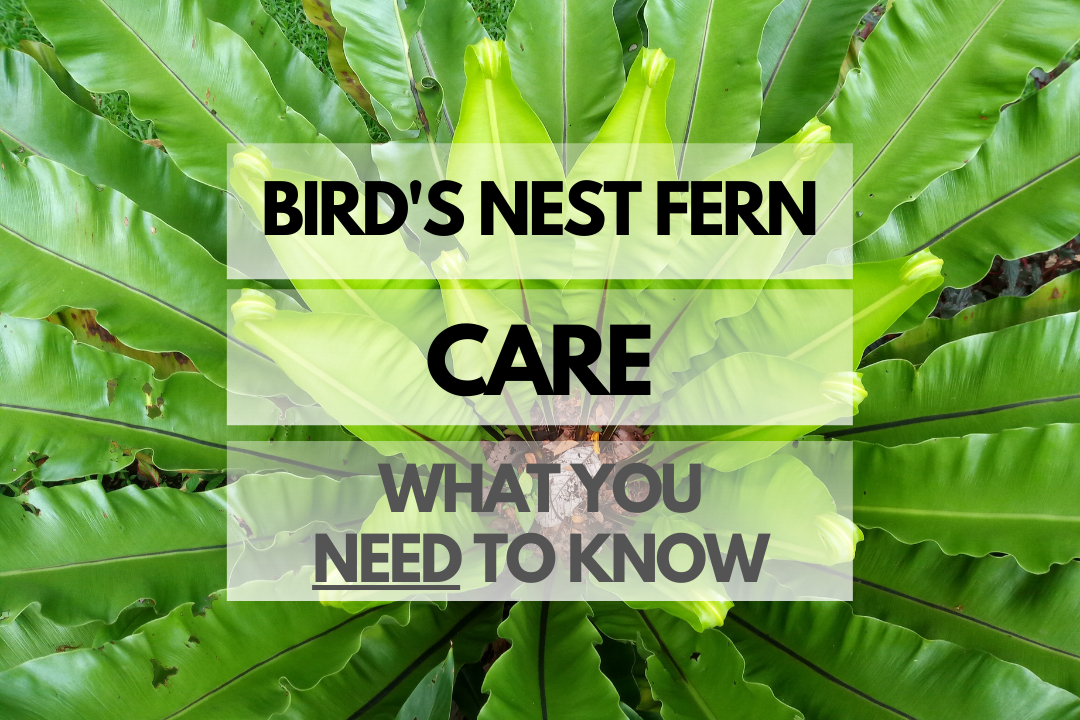 Caring for Bird's Nest Fern