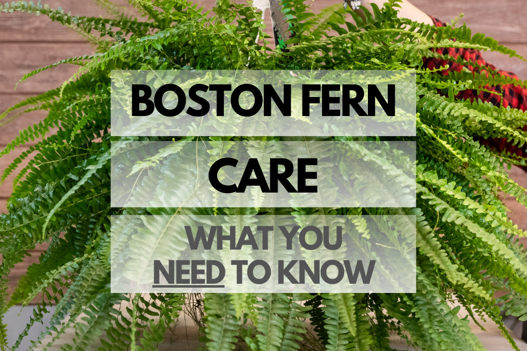 Caring for Boston Fern