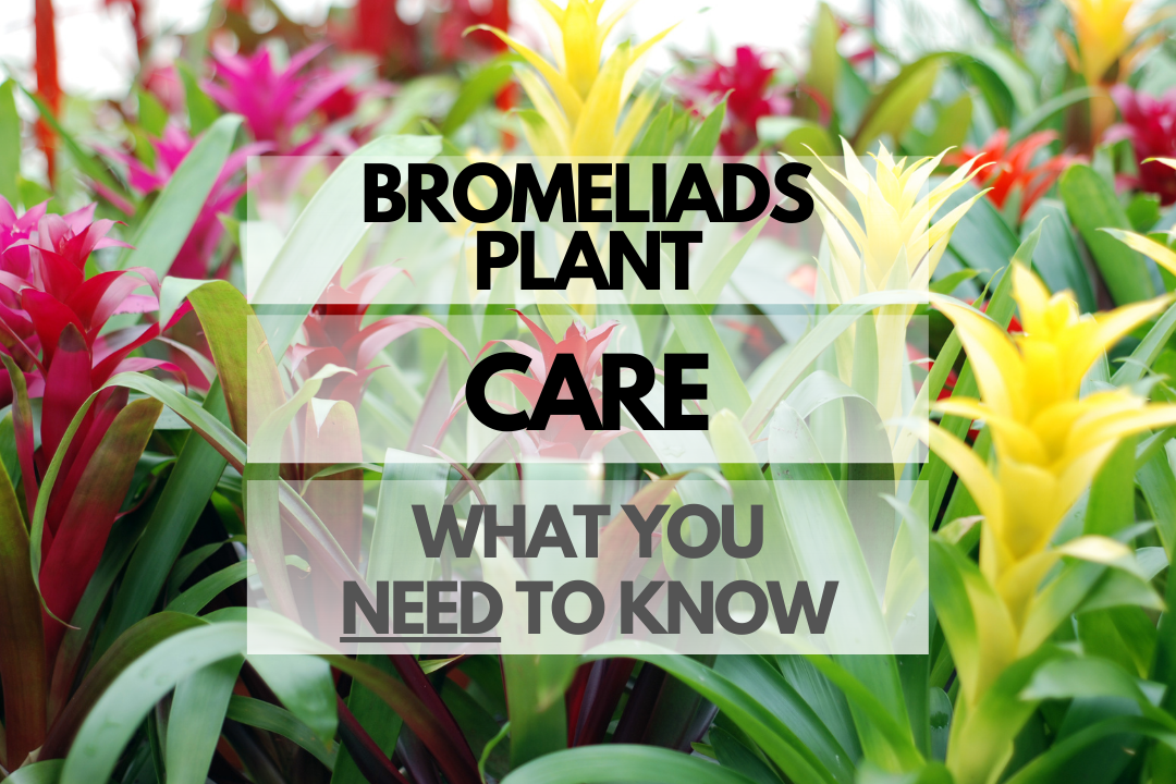 Caring for Bromeliads Plant