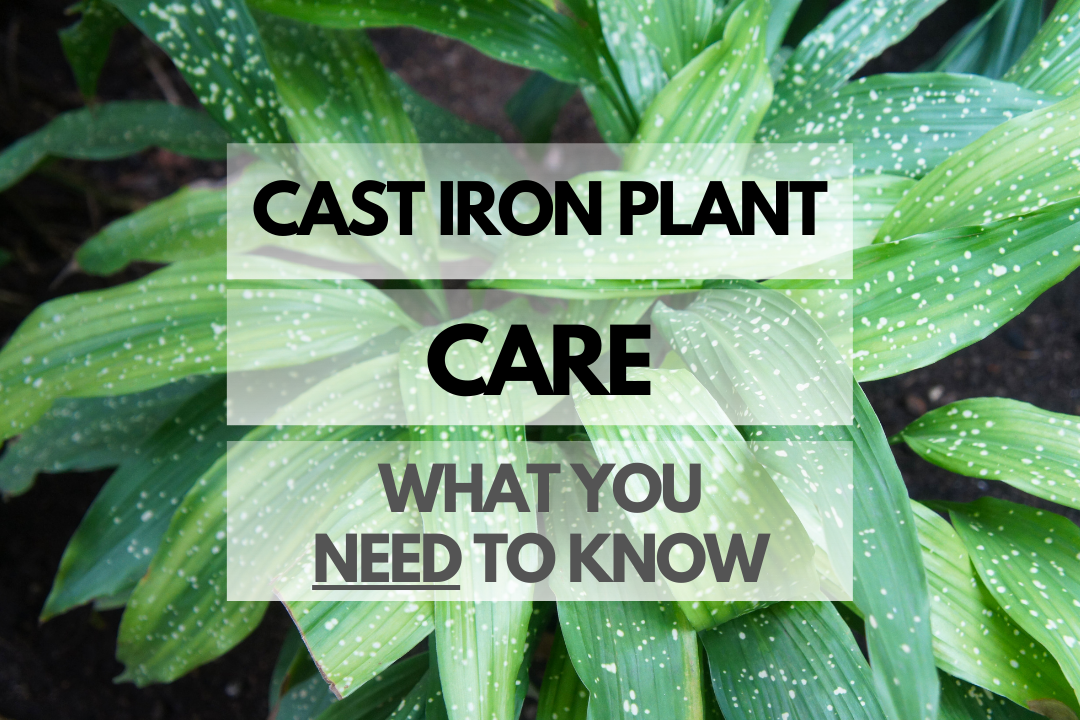 Caring for Cast Iron Plant