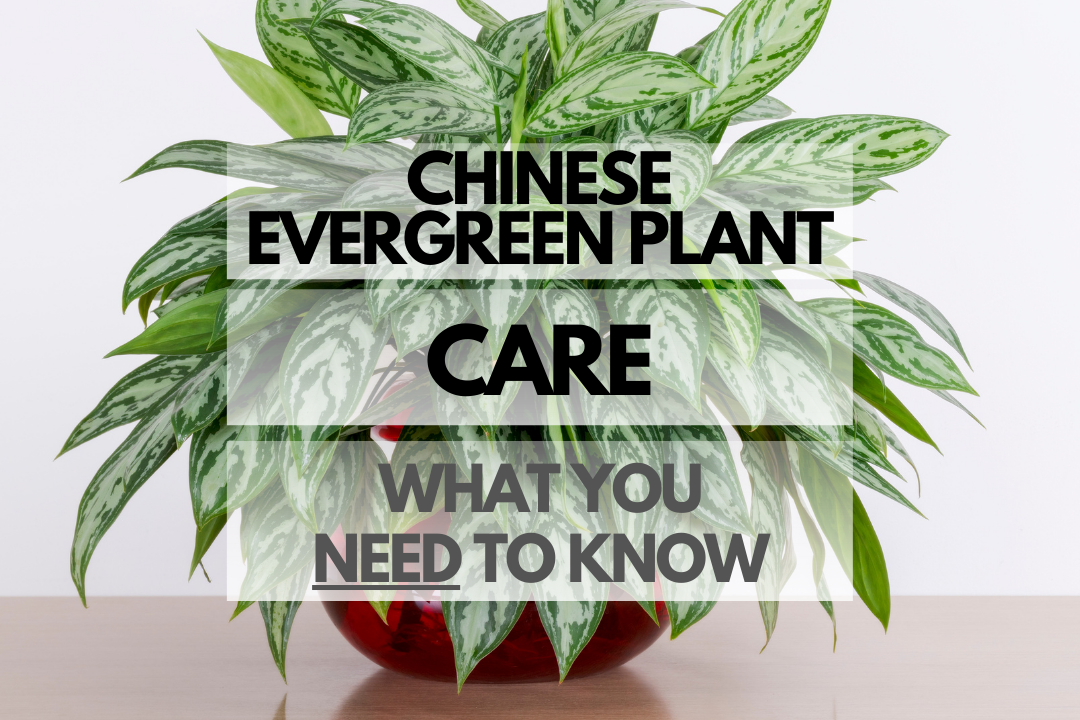 Caring for Chinese Evergreen Plant