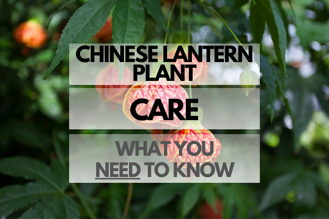 Caring for Chinese Lantern Plant