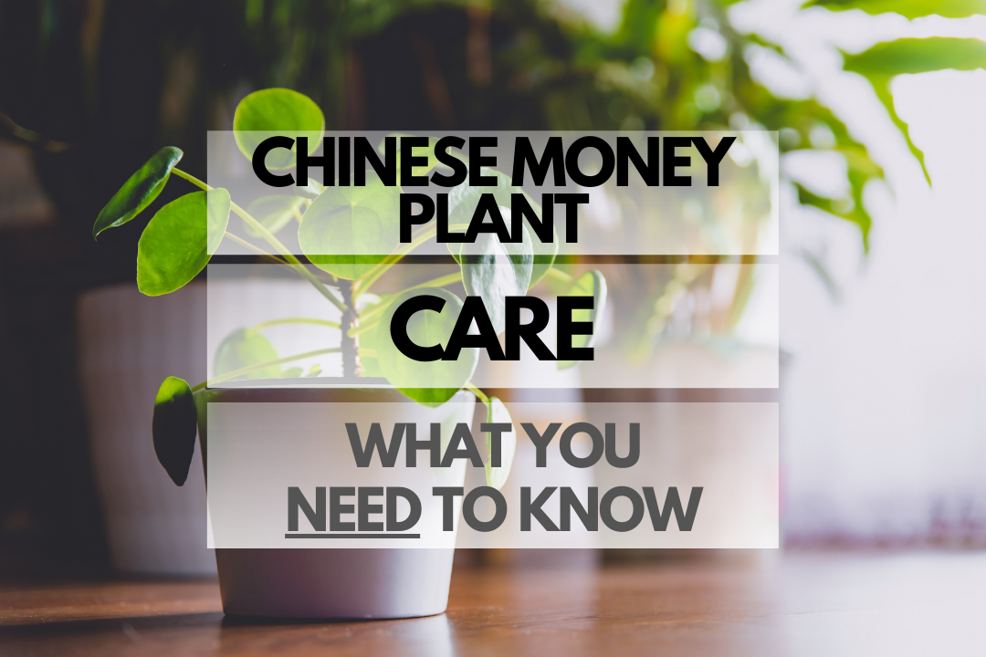 Caring for Chinese Money Plant