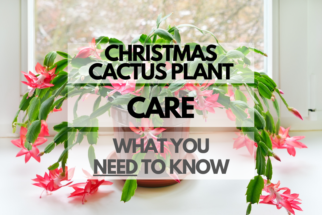 Caring for Christmas Cactus Plant