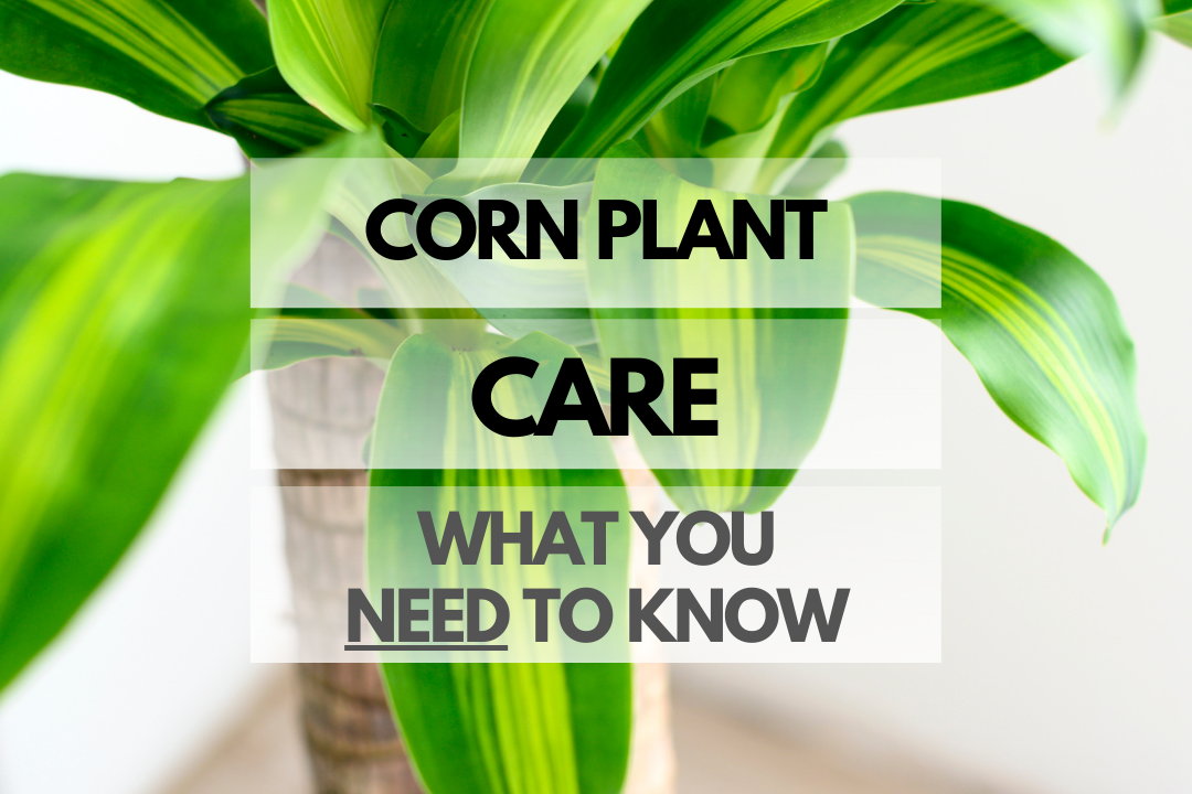 Caring for Corn Plant