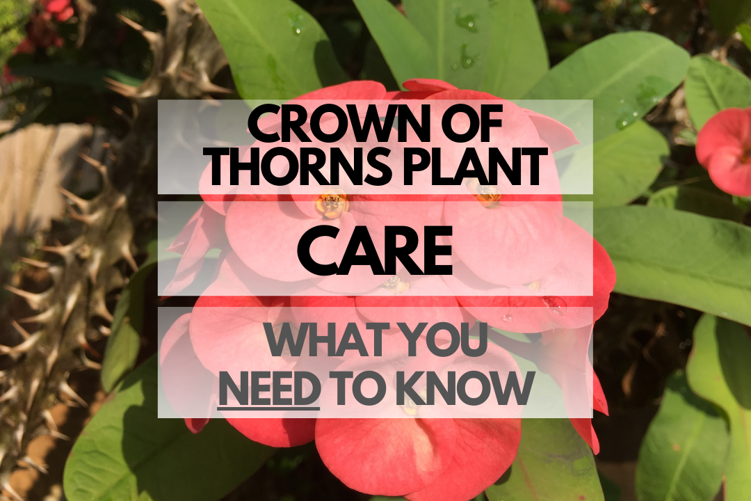 Caring for Crown of Thorns Plant
