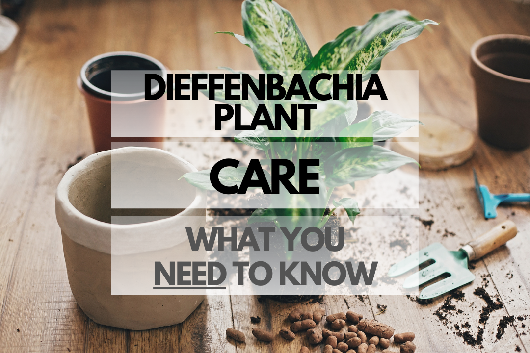 Caring for Dieffenbachia Plant