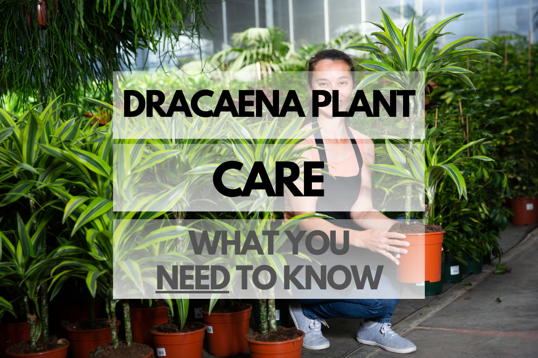 Caring for Dracaena Plant
