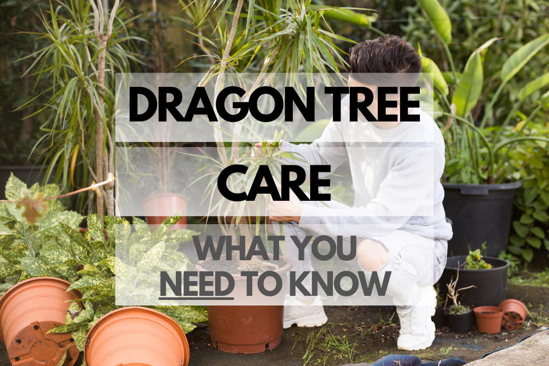 Caring for Dragon Tree
