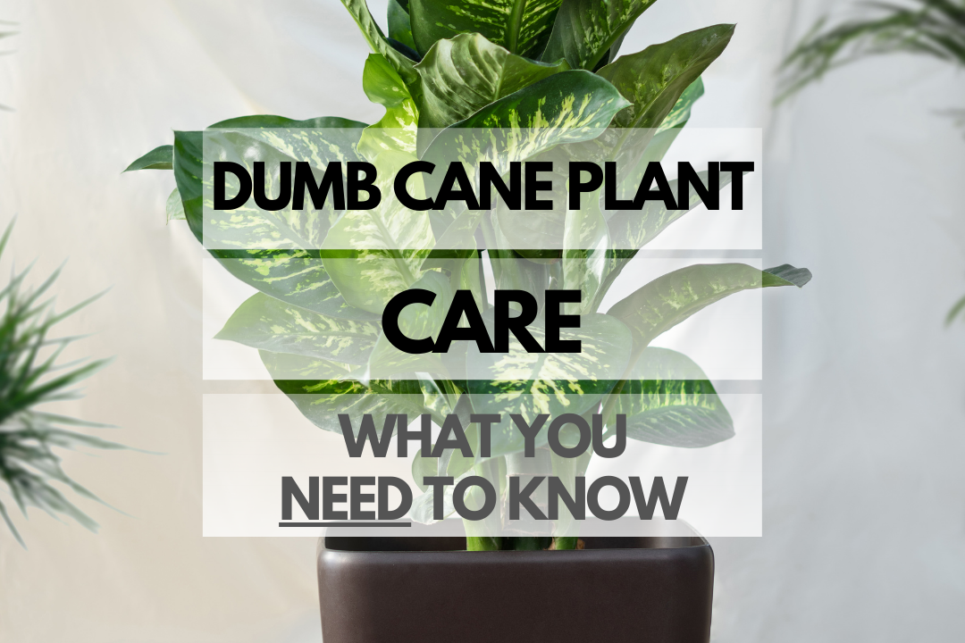 Caring for Dumb Cane Plant