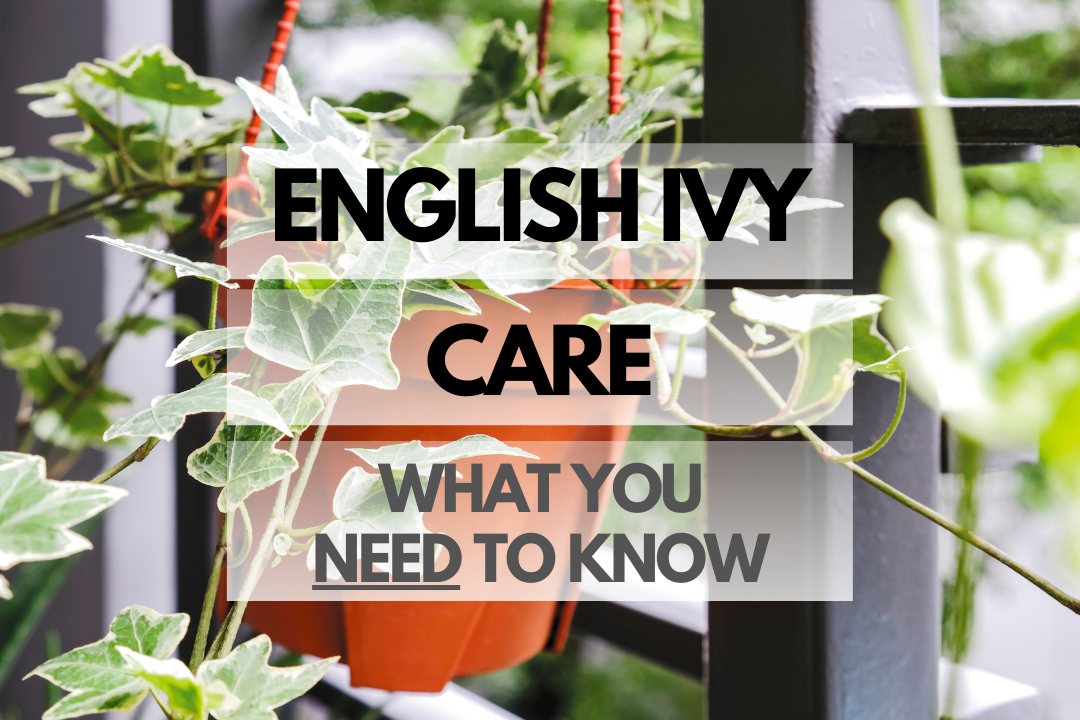 Caring for English Ivy