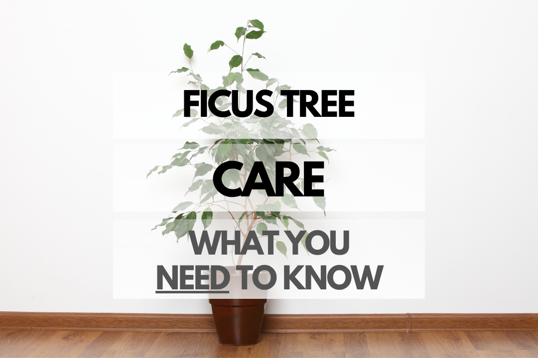 Caring for Ficus Tree