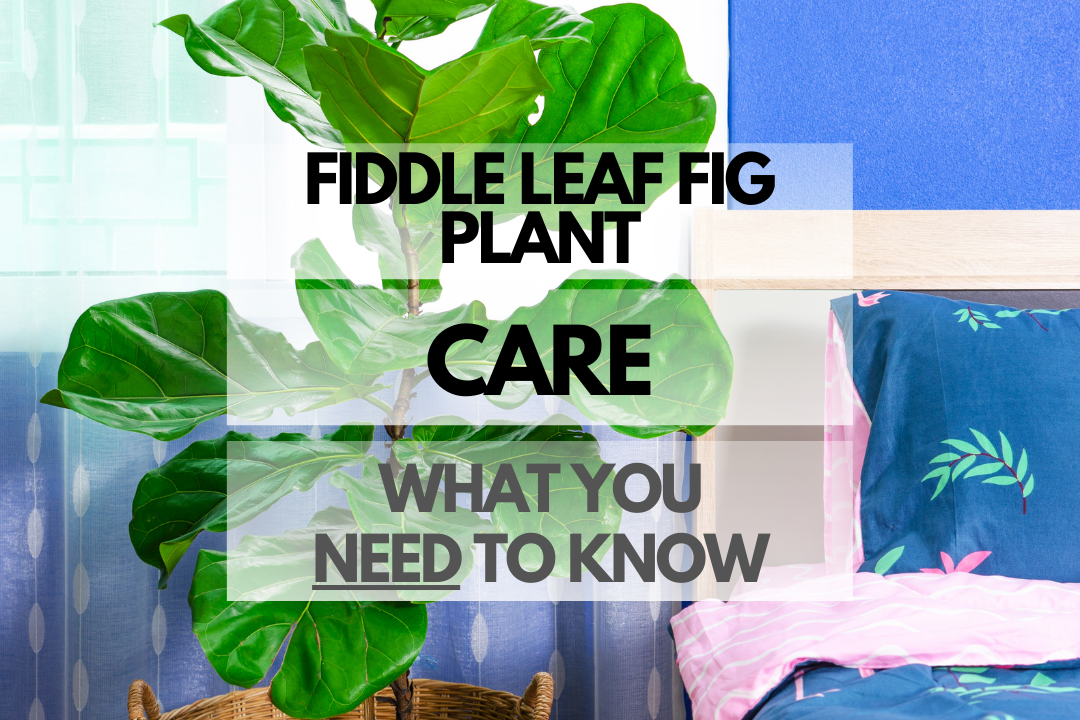 Caring for Fiddle Leaf Fig Plant