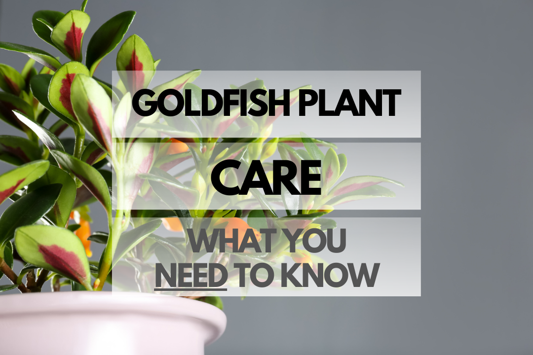 Caring for Goldfish Plant