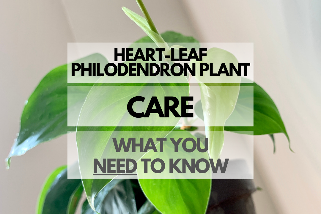 Caring for Heart-Leaf Philodendron Plant