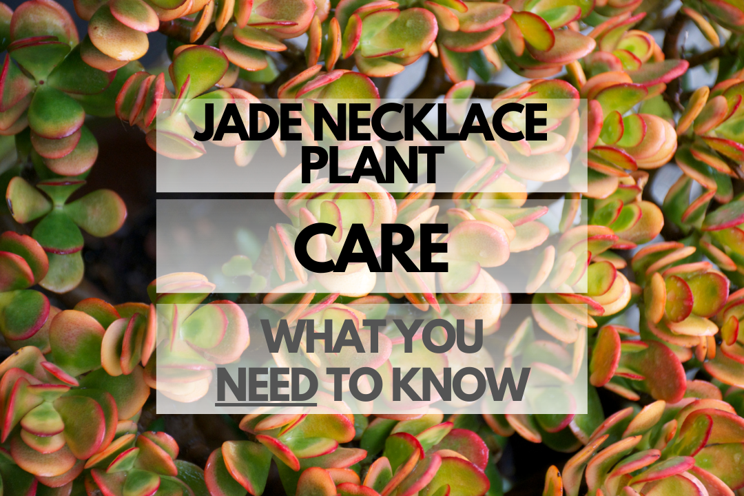 Caring for Jade Necklace Plant