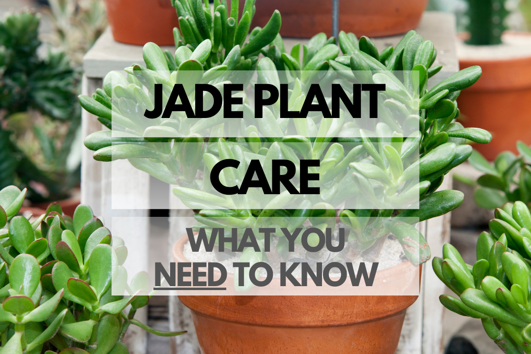 Caring for Jade Plant