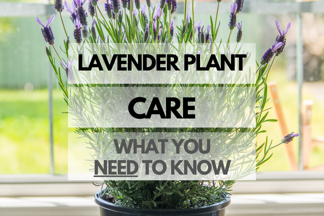 Caring for Lavender Plant