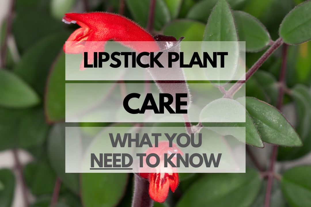 Caring for Lipstick Plant