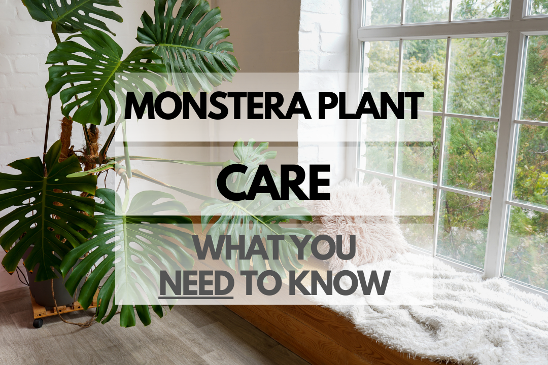 Caring for Monstera Plant