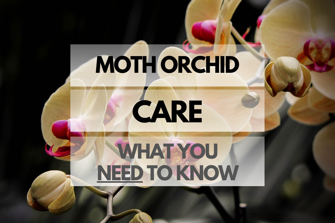 Caring for Moth Orchid