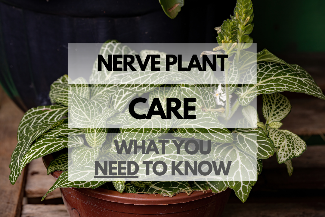 Caring for Nerve Plant