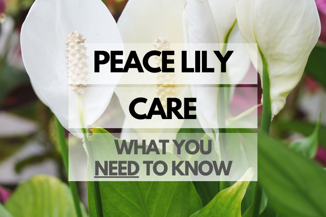 Caring for Peace Lily