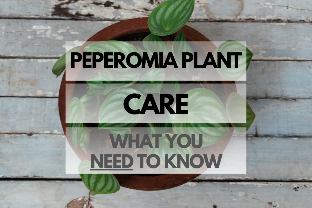 Caring for Peperomia Plant