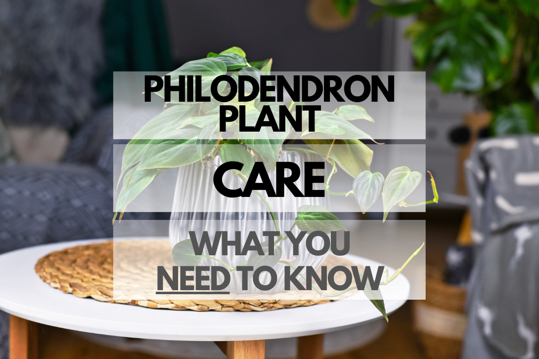 Caring for Philodendron Plant