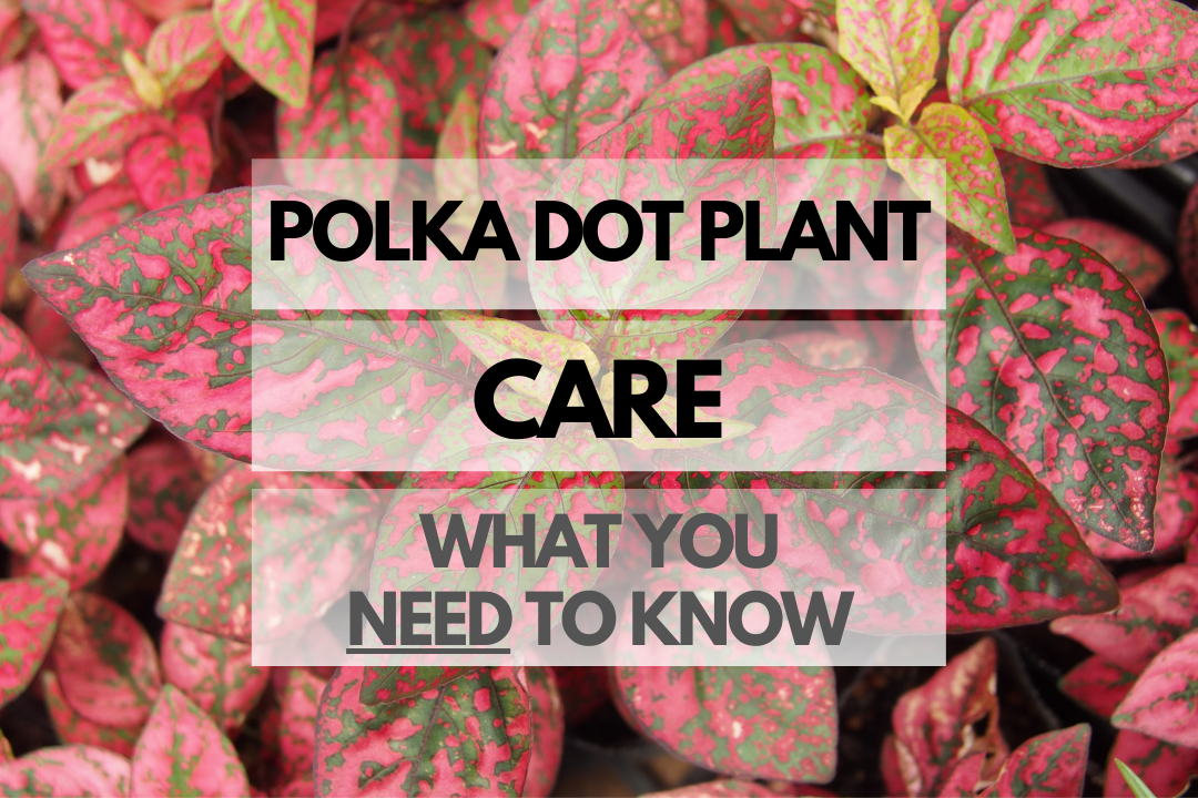 Caring for Polka Dot Plant
