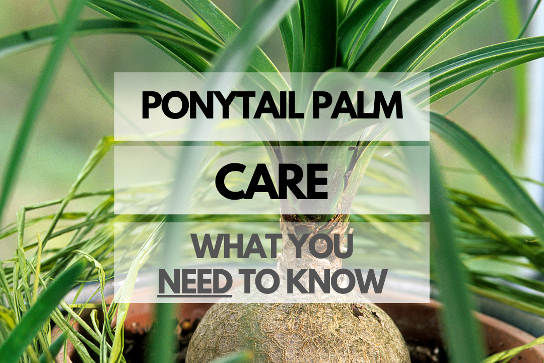 Caring for Ponytail Palm