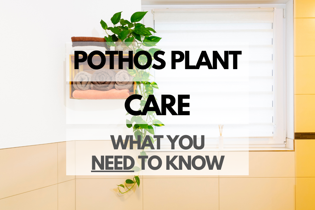 Caring for Pothos Plant