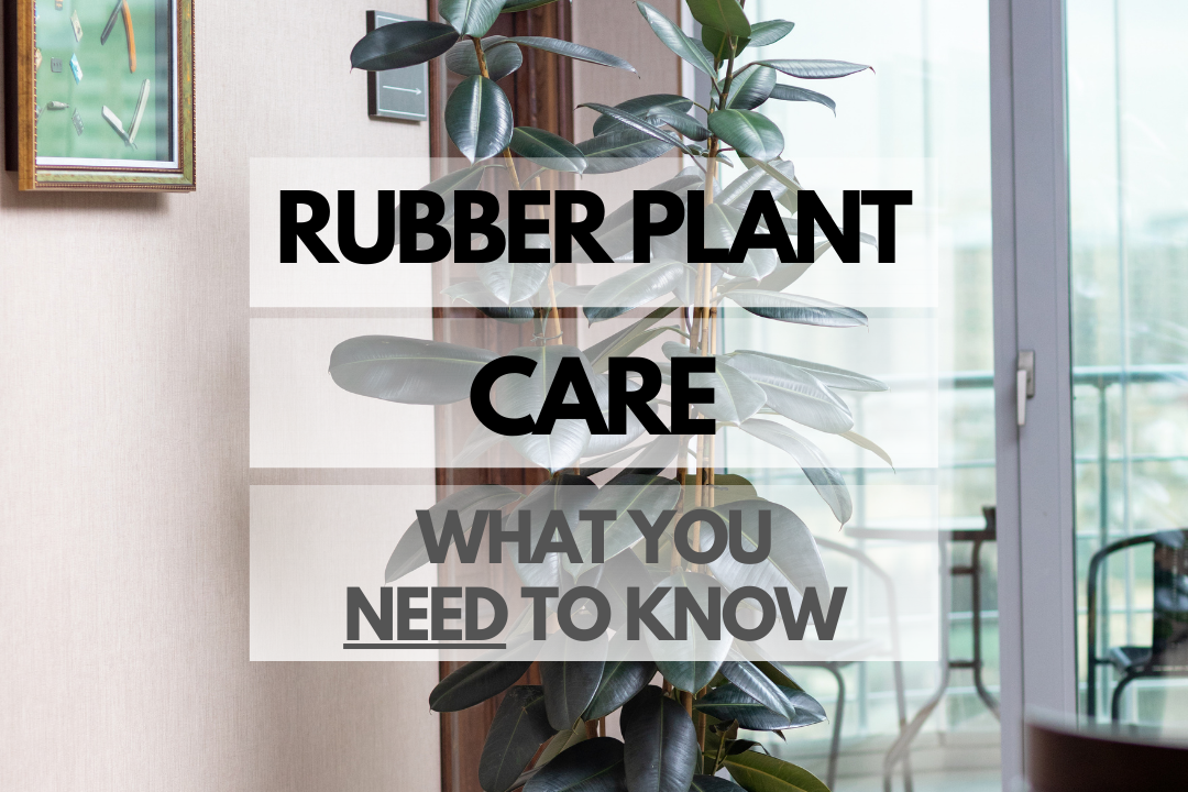 Caring for Rubber Plant
