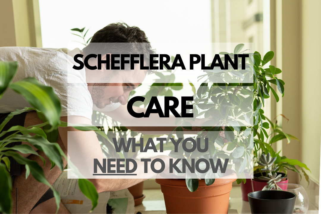 Caring for Schefflera Plant