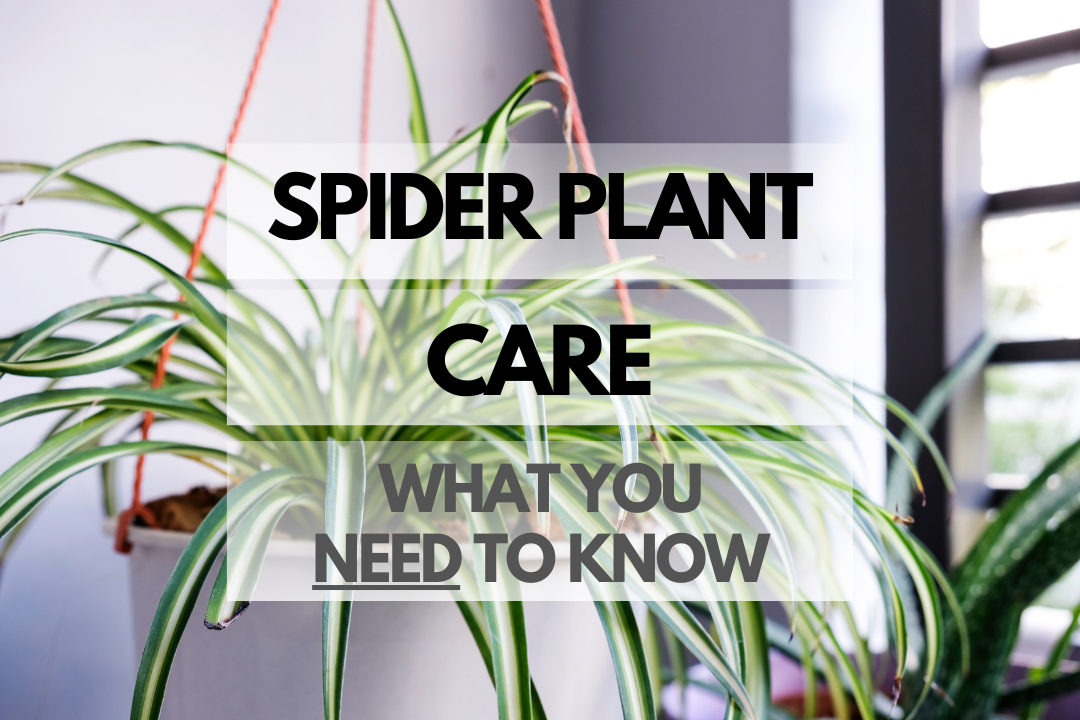 Caring for Spider Plant