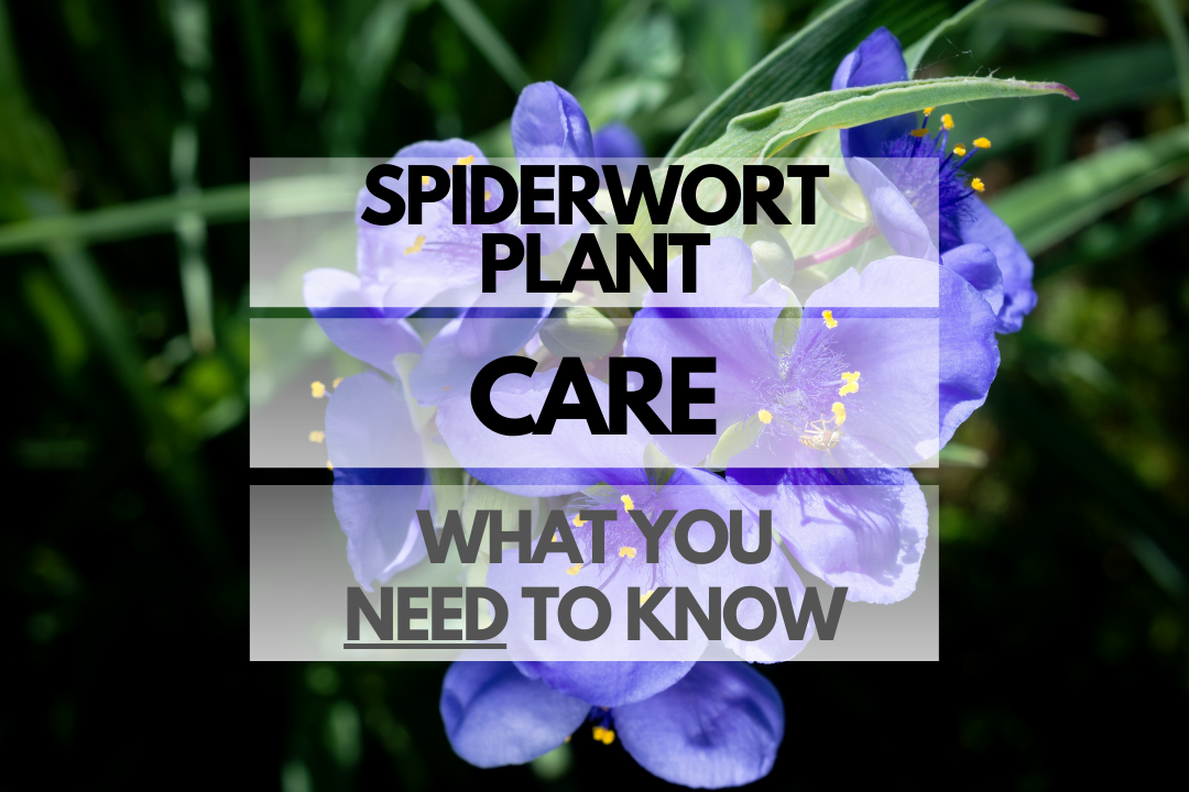 Caring for Spiderwort Plant