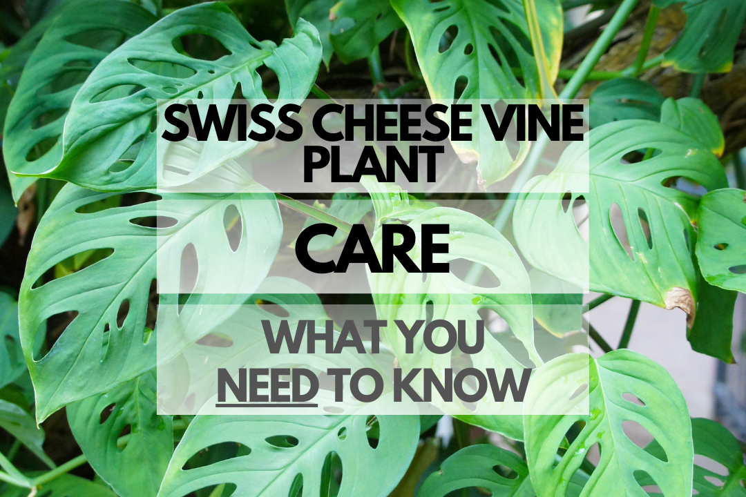 Caring for Swiss Cheese Vine Plant
